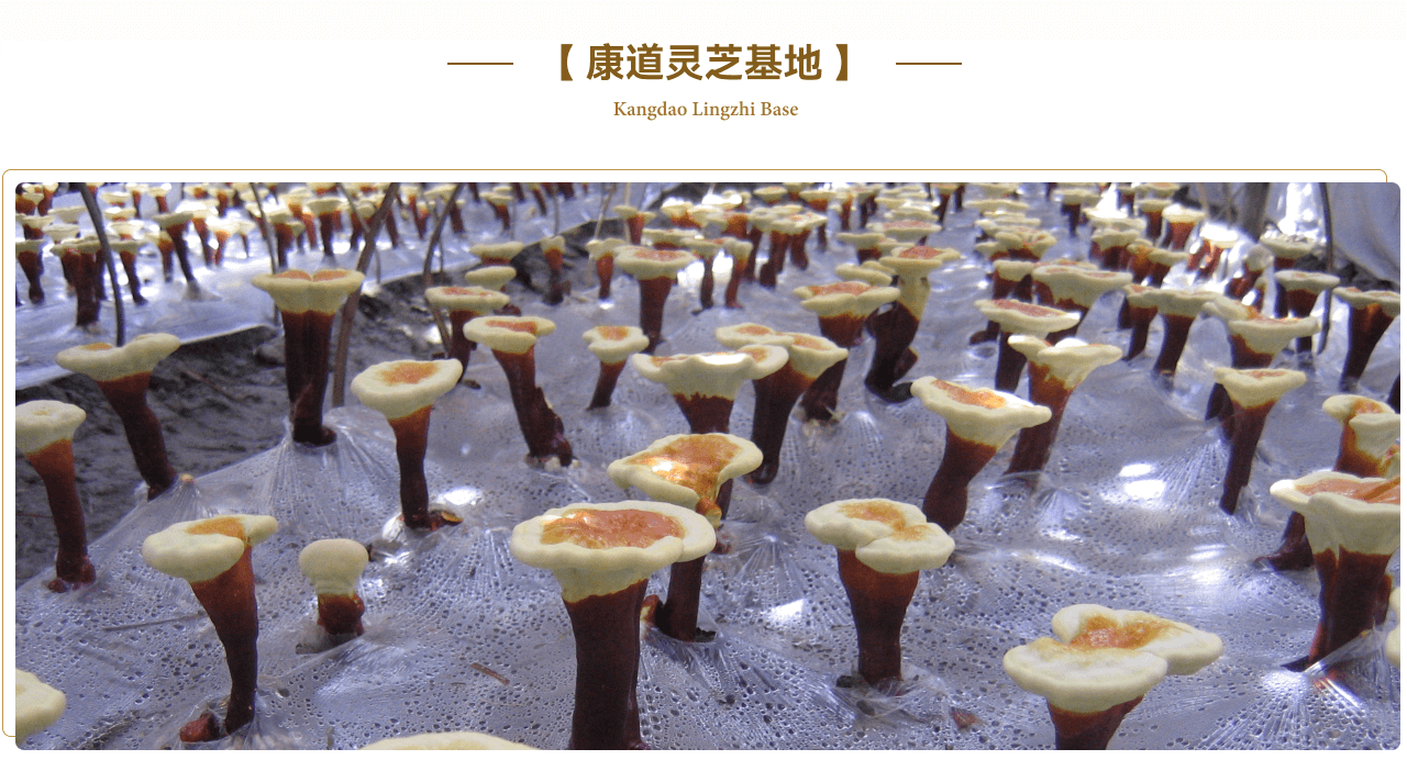 康道大別山靈芝基地