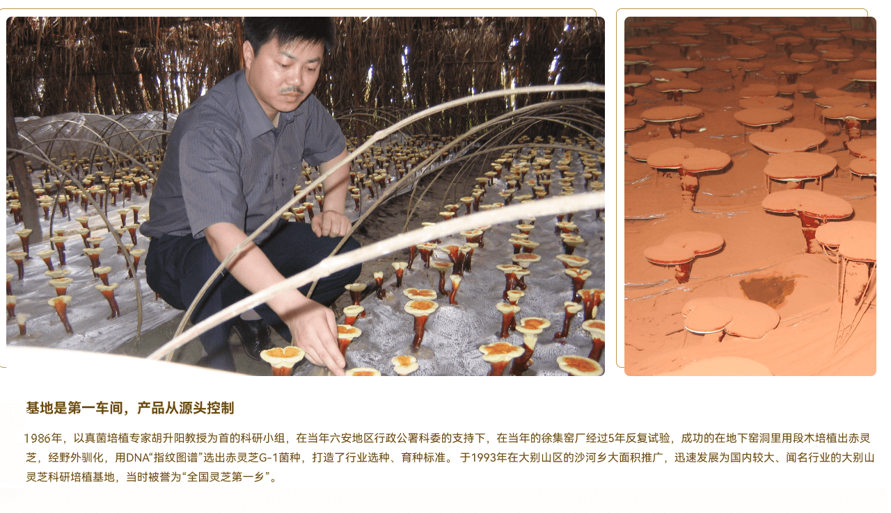 靈芝基地1