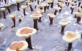 靈芝孢子油為何這么珍貴？