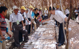 靈芝中含有哪些有效成分？