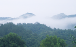 中國靈芝的主產(chǎn)地是哪？