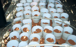 有人說靈芝孢子粉破壁后，有效成分被氧化影響療效？