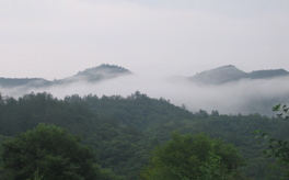 靈芝是什么？