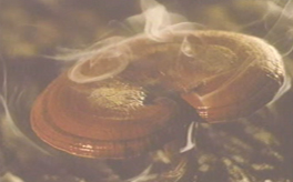 什么是靈芝孢子粉？